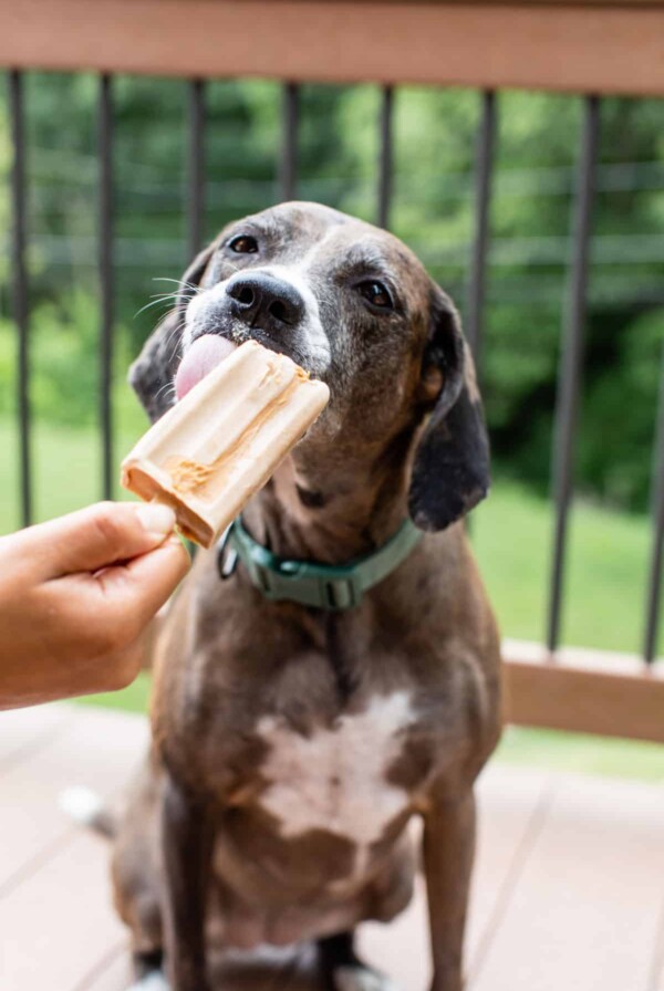 a dog licking a popsicle