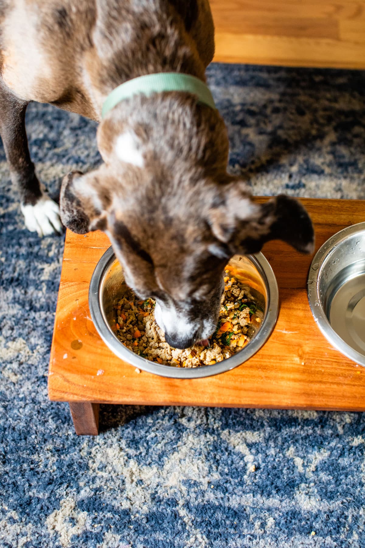dog eating dog food out of a dog food bowl