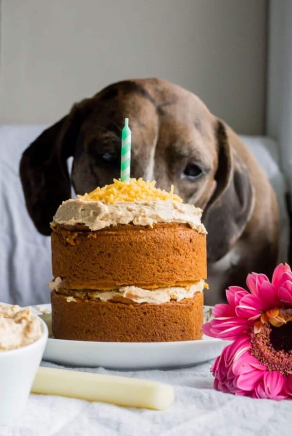 dog eating cake