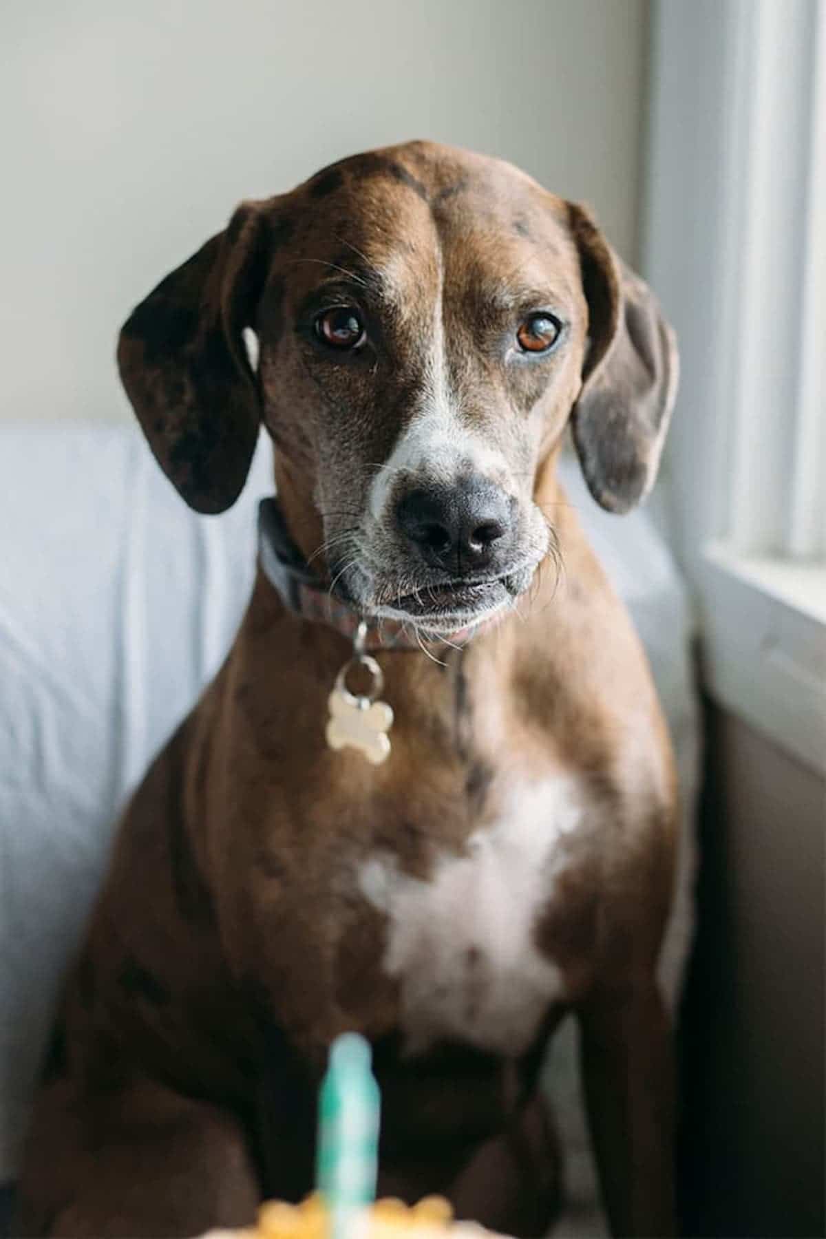dog on a chair